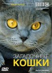 BBC: Загадочные кошки