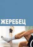 Жеребец