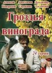 Гроздья винограда